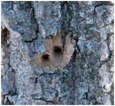 woodpecker damage